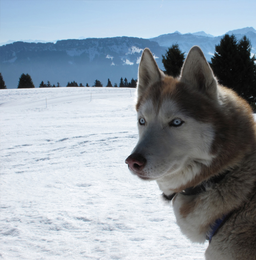 promenade_chien_traineau_annecy_74_station_contact_karine_fasan