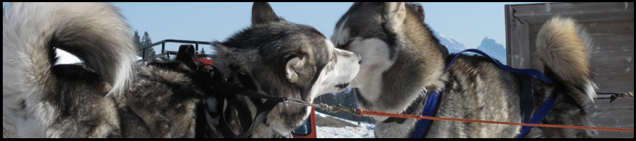 promenade_chien_traineau_annecy_74_station_activité_saison