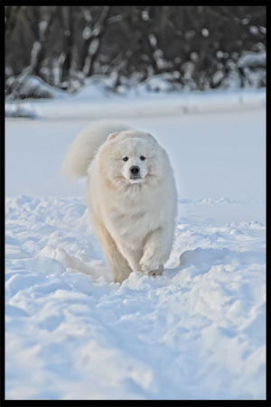 histoire samoyedes