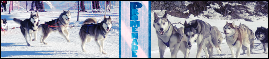 promenade_chien_traineau_annecy_74_station_activité_hiver_promenade