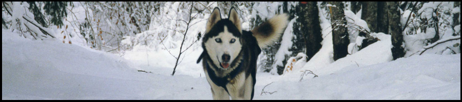 promenade_chien_traineau_annecy_74_station_hiver